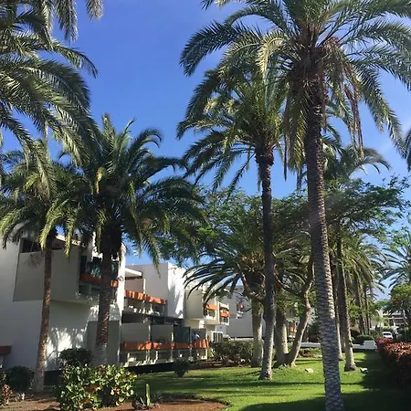 Tenerife Oasis Palm *
